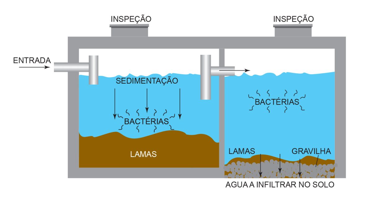 bacterias-fossa-septica