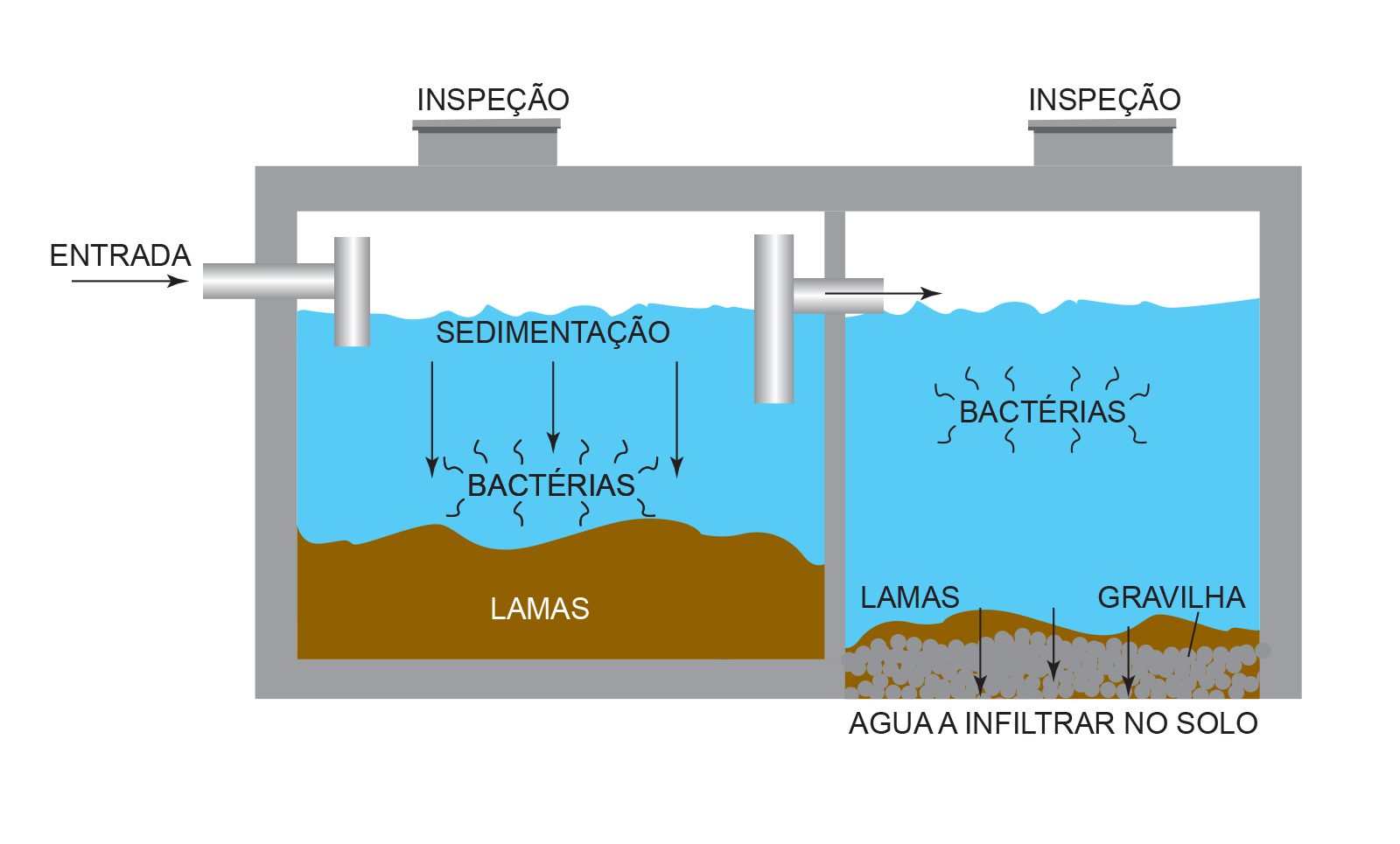 bacterias-fossa-septica