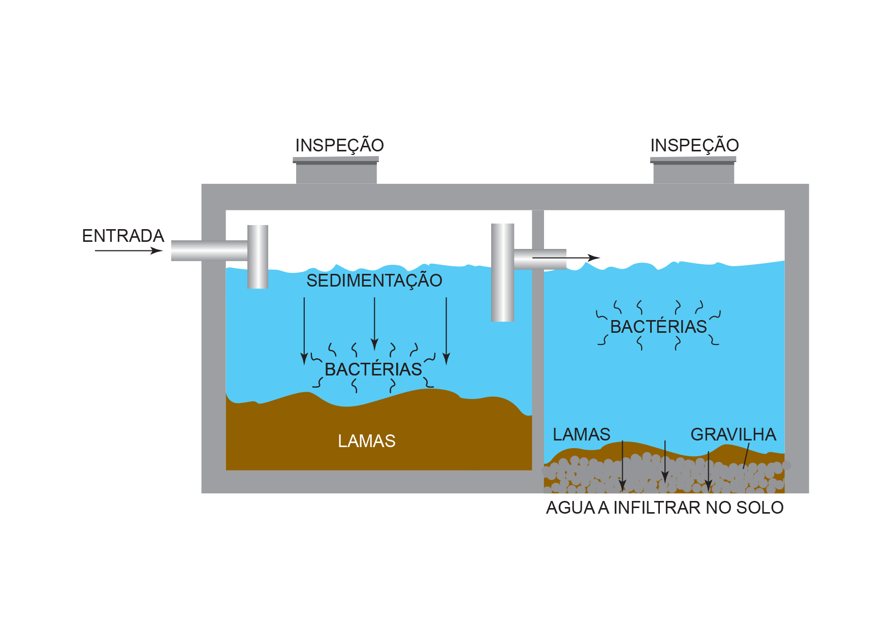 bacterias-fossa-septica